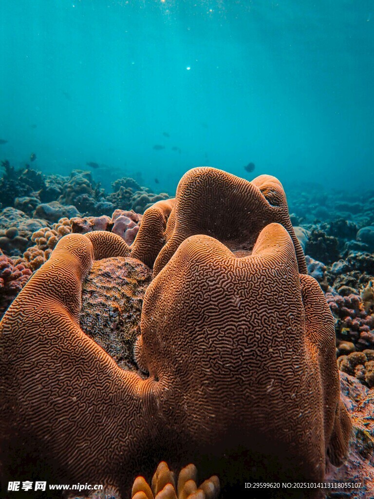 海底珊瑚景观