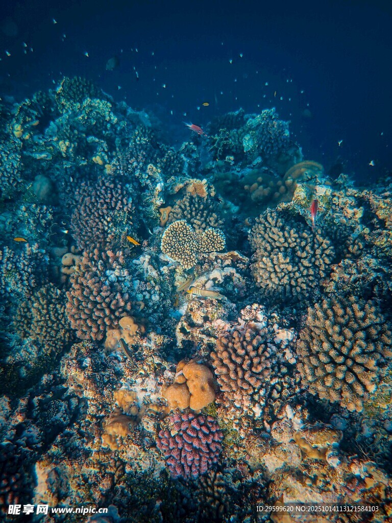 海底多彩珊瑚景观