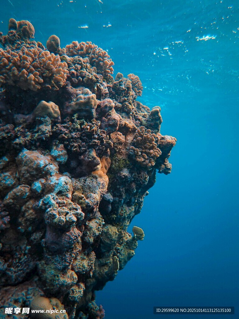 海底绚丽珊瑚礁景观