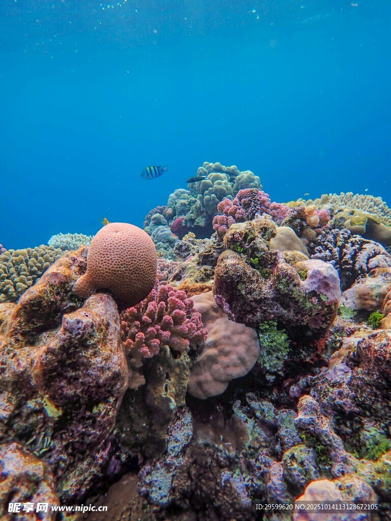 海底多彩珊瑚景观
