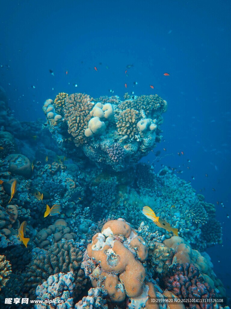 海底斑斓珊瑚与多彩鱼类