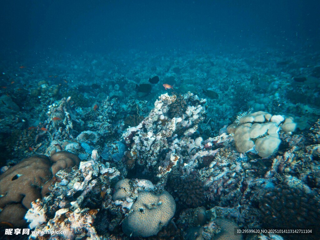 海底珊瑚景观