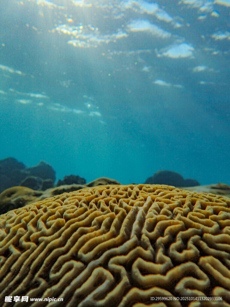 海底斑斓的脑珊瑚景观