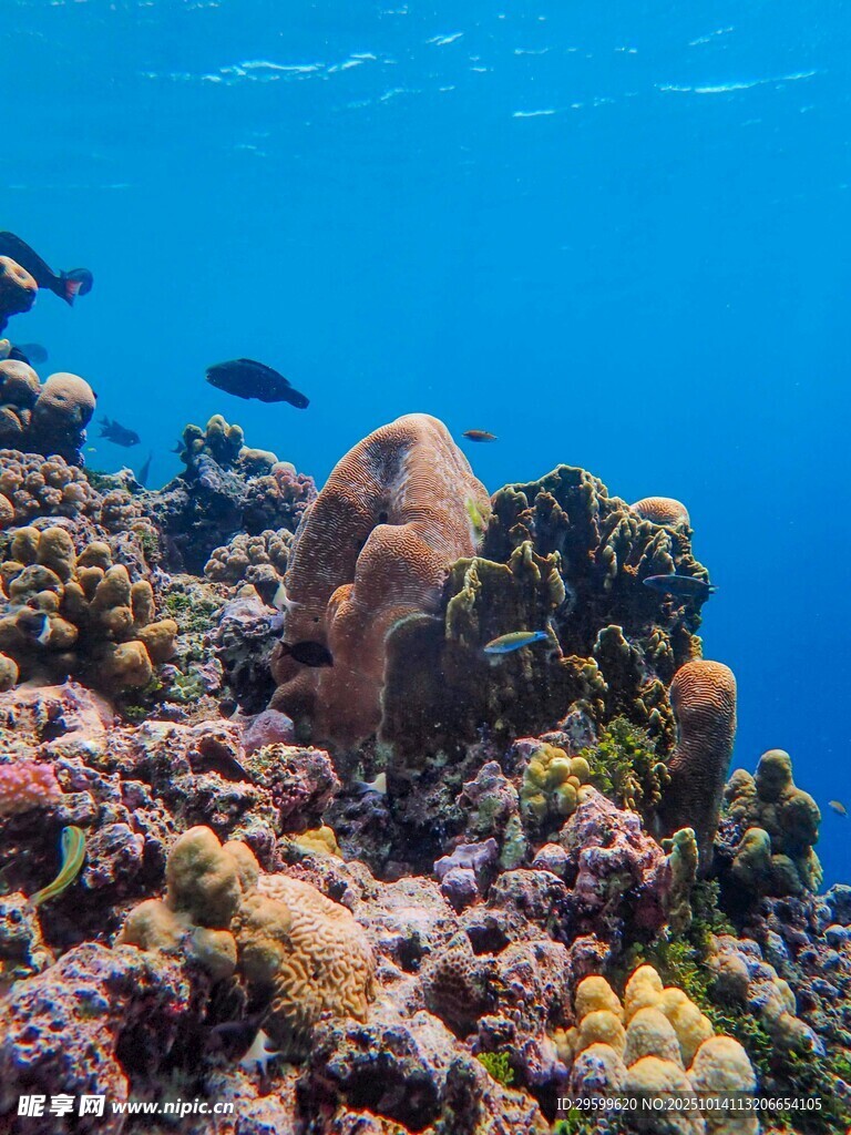 海底多彩珊瑚与游动小鱼