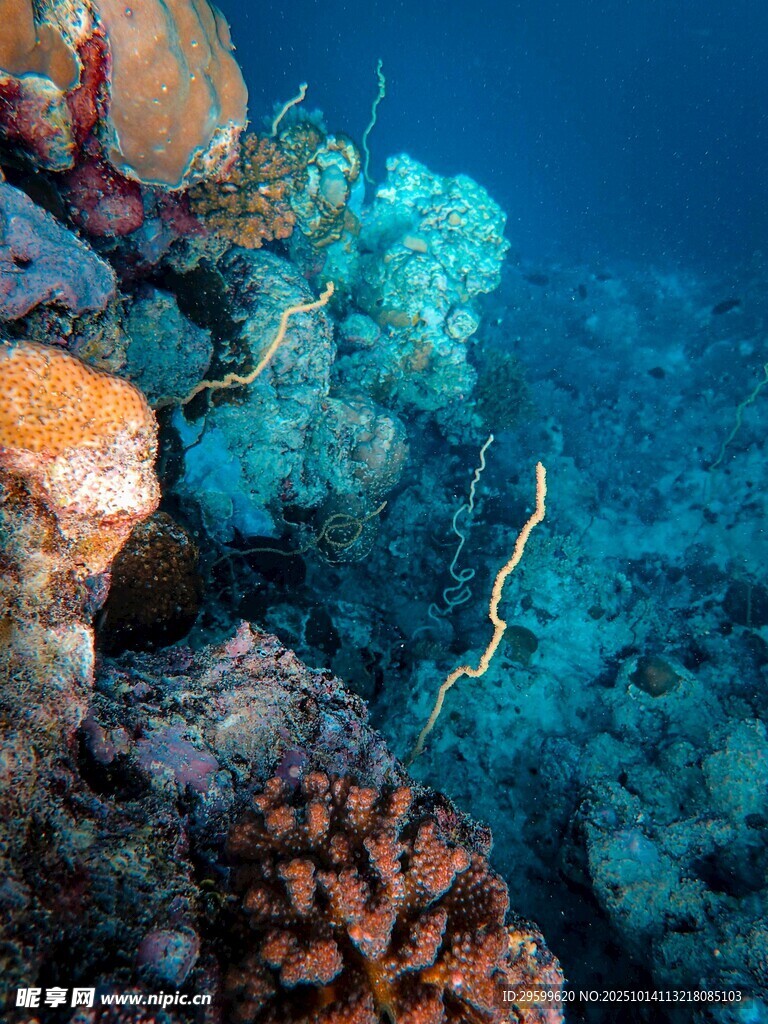 海底多彩珊瑚景观