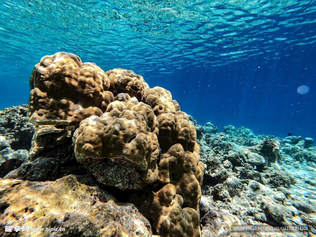 海底珊瑚景观