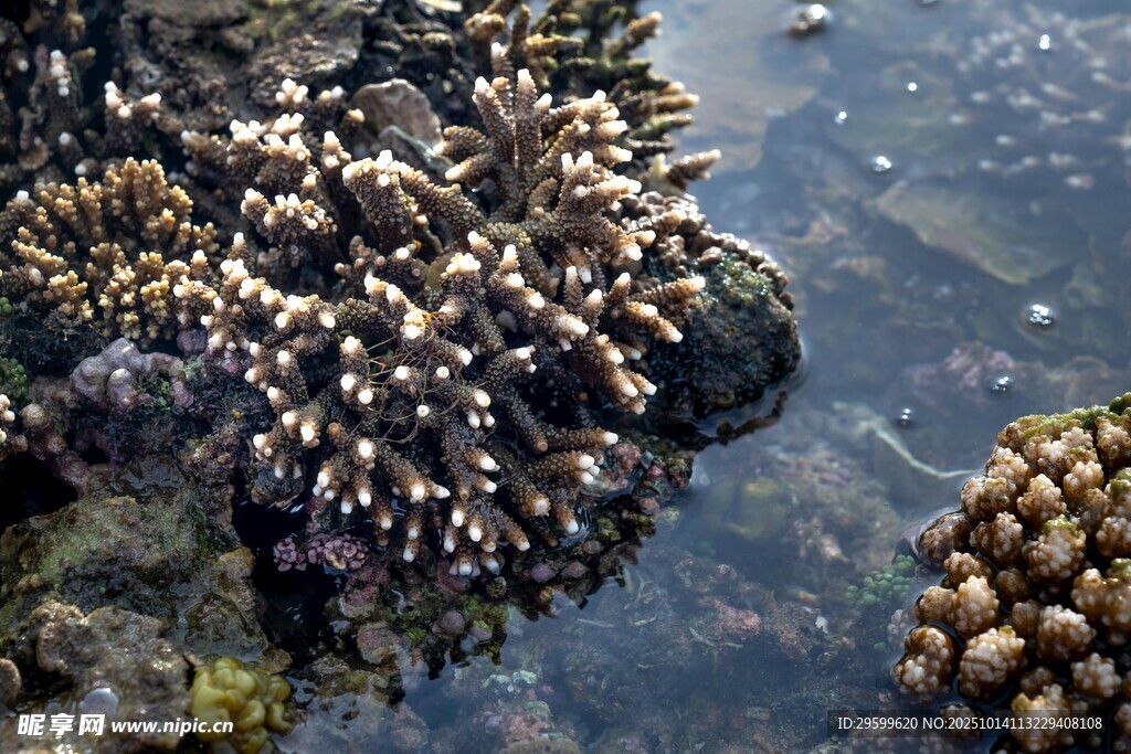 海岸边的多样海洋生物