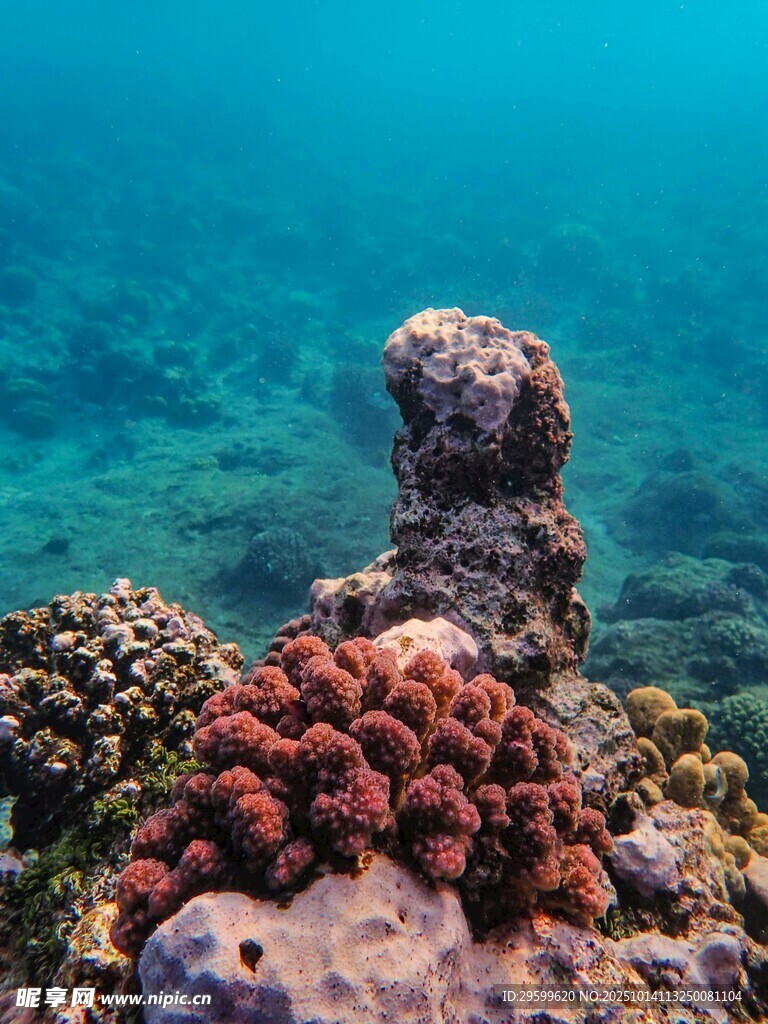 海底多彩珊瑚景观