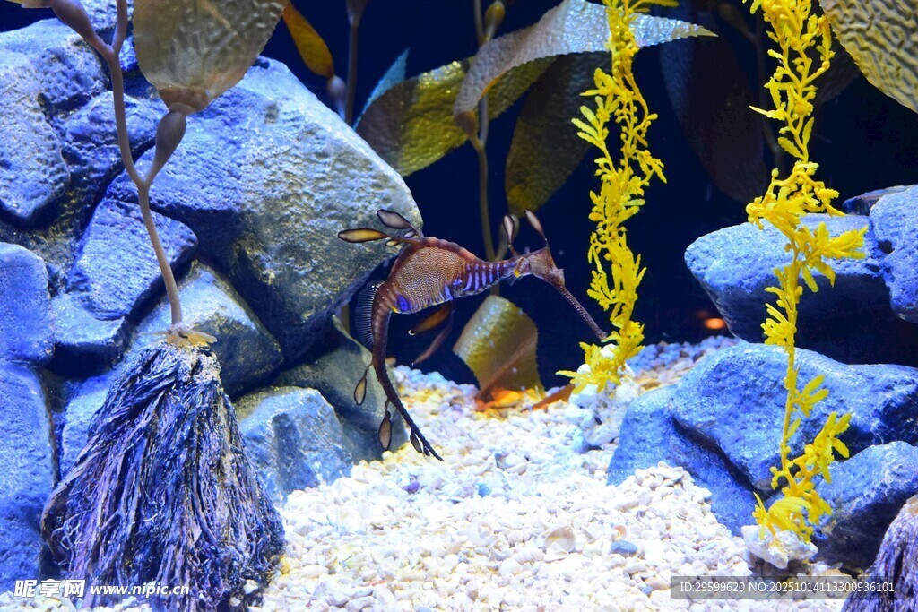 精致水族景观展示