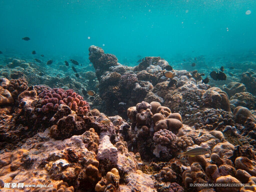 海底多彩珊瑚景观