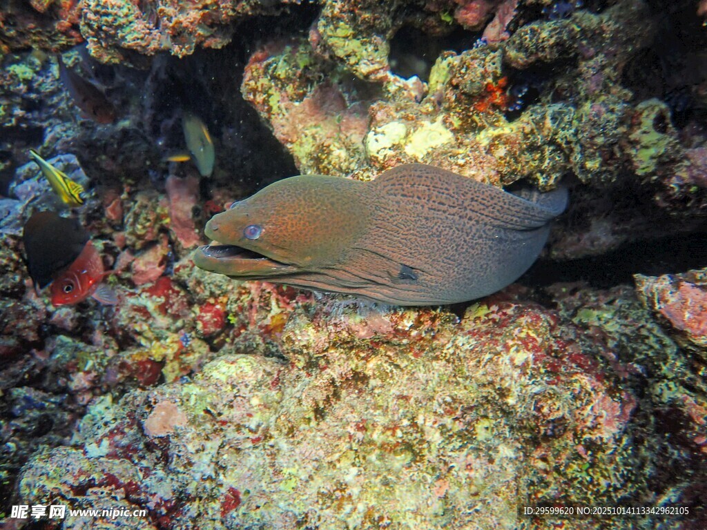 海底洞穴中的神秘海鳗