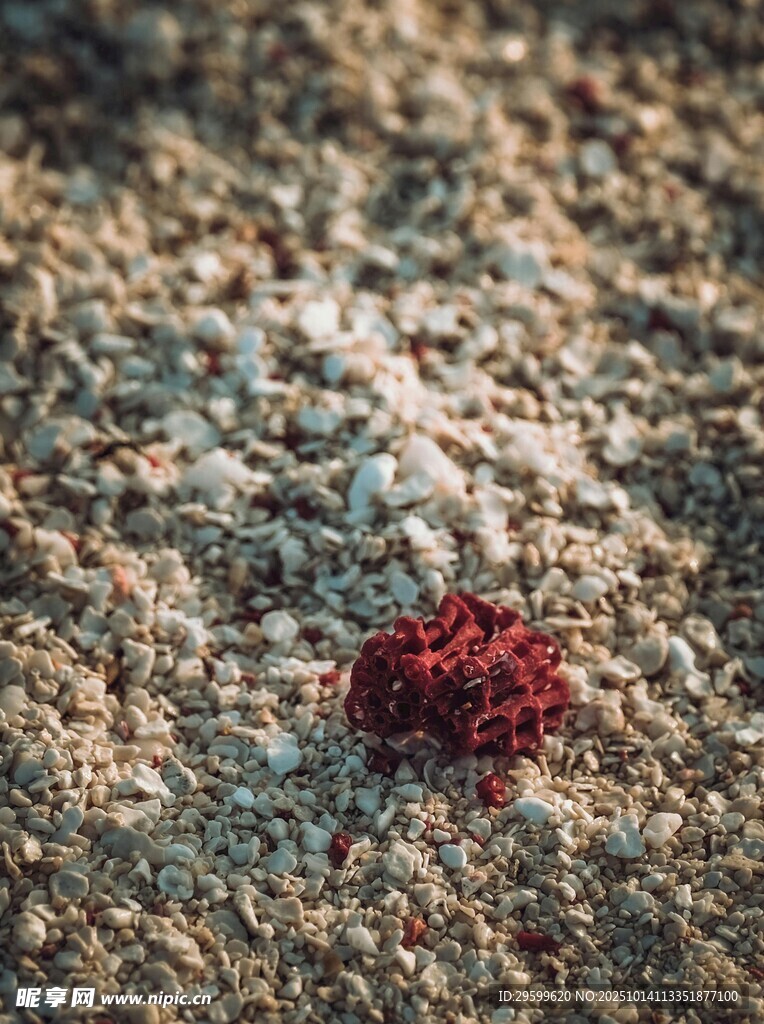 沙滩上的红色海星