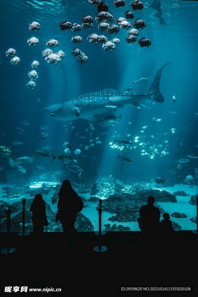 梦幻水族馆内的观赏场景