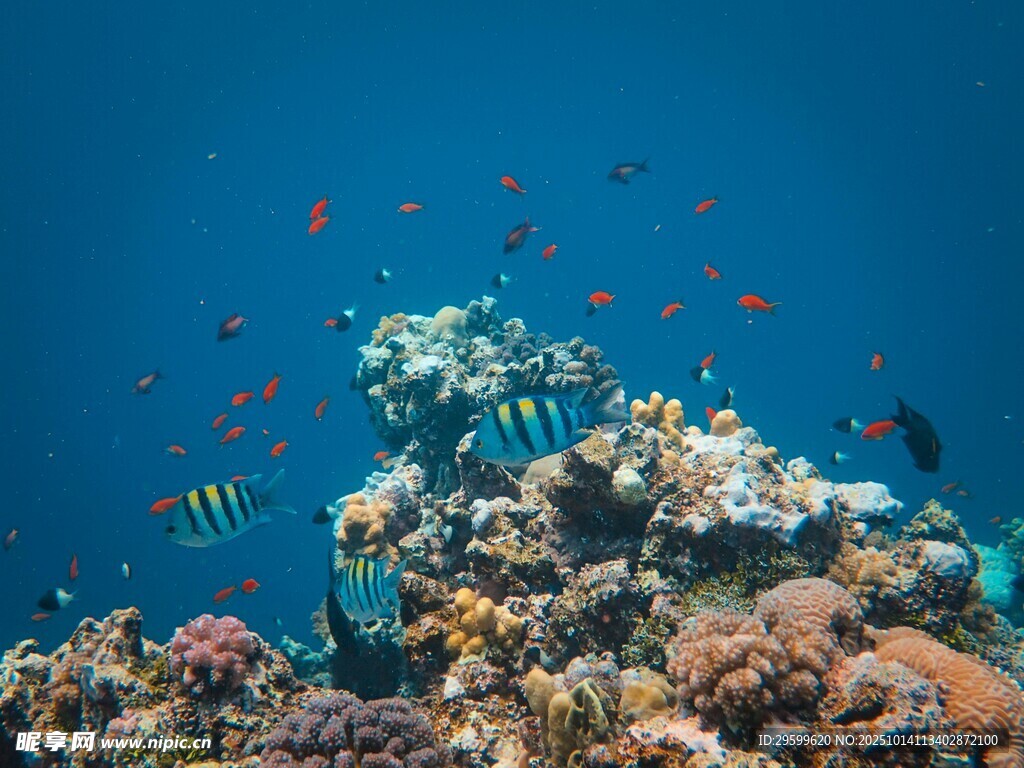 海底多彩珊瑚与游动鱼类