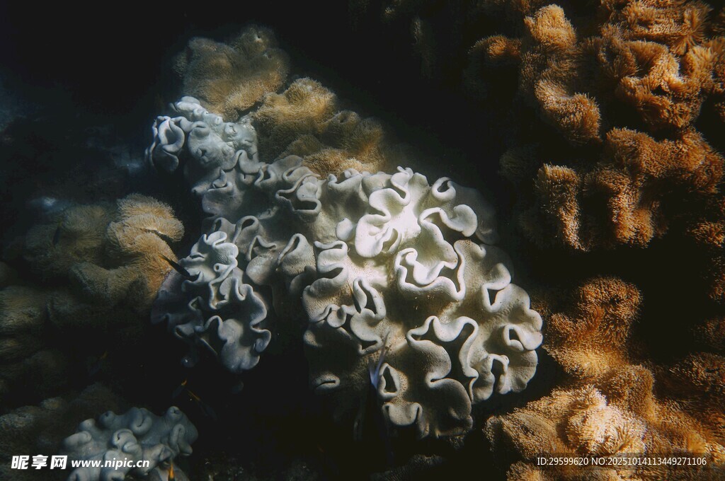海底神秘珊瑚景观
