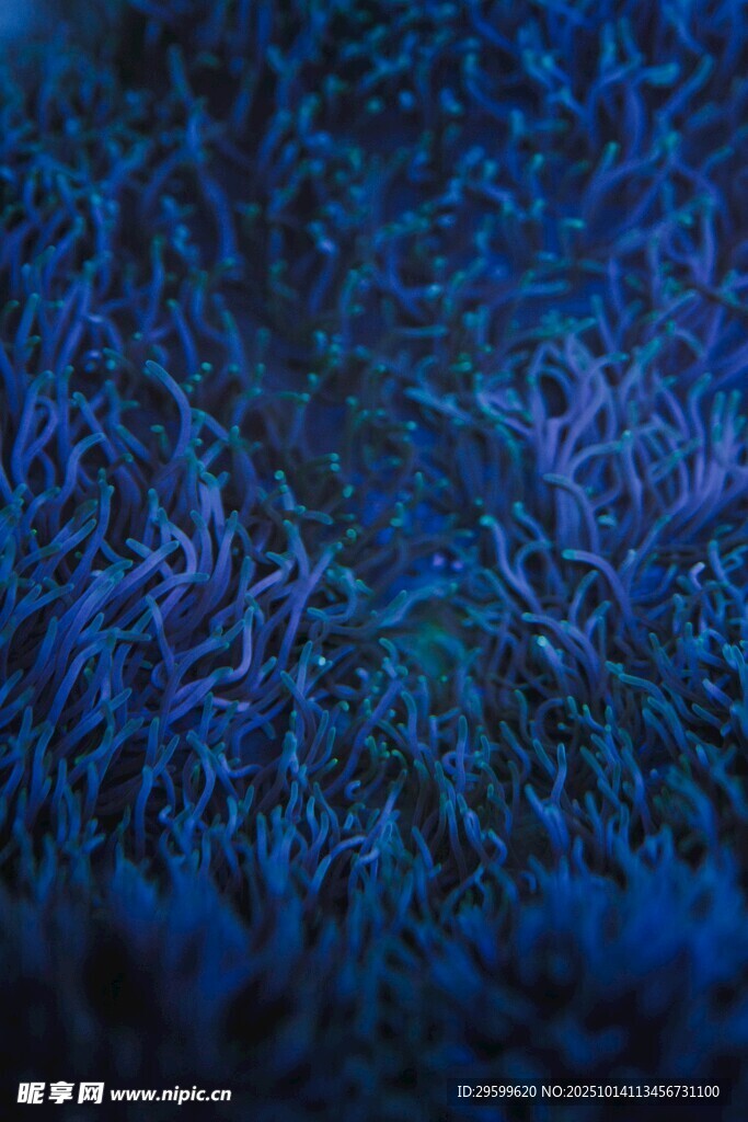 海底 珊瑚  