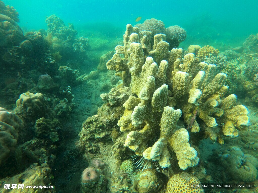 海底珊瑚景观