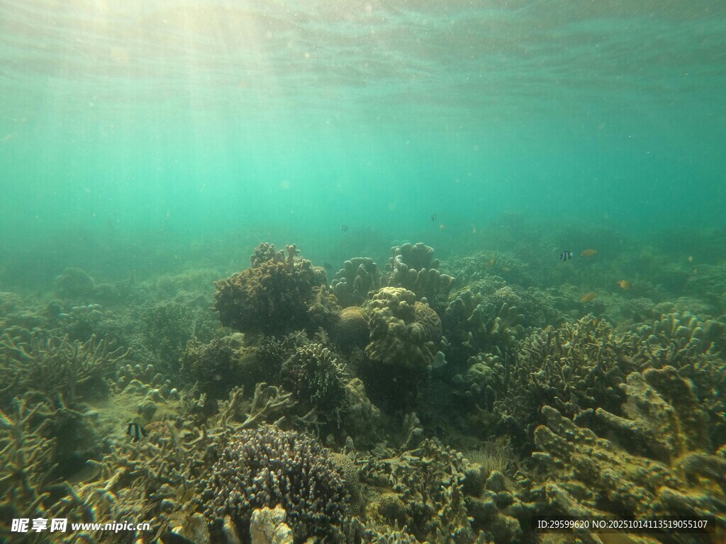 海底珊瑚景观