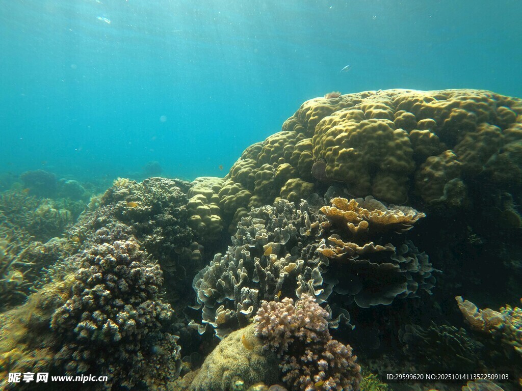 海底多彩珊瑚景观