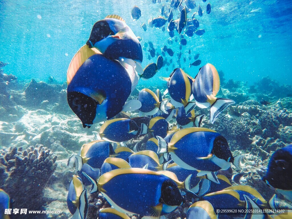 海底蓝黄相间鱼群景观
