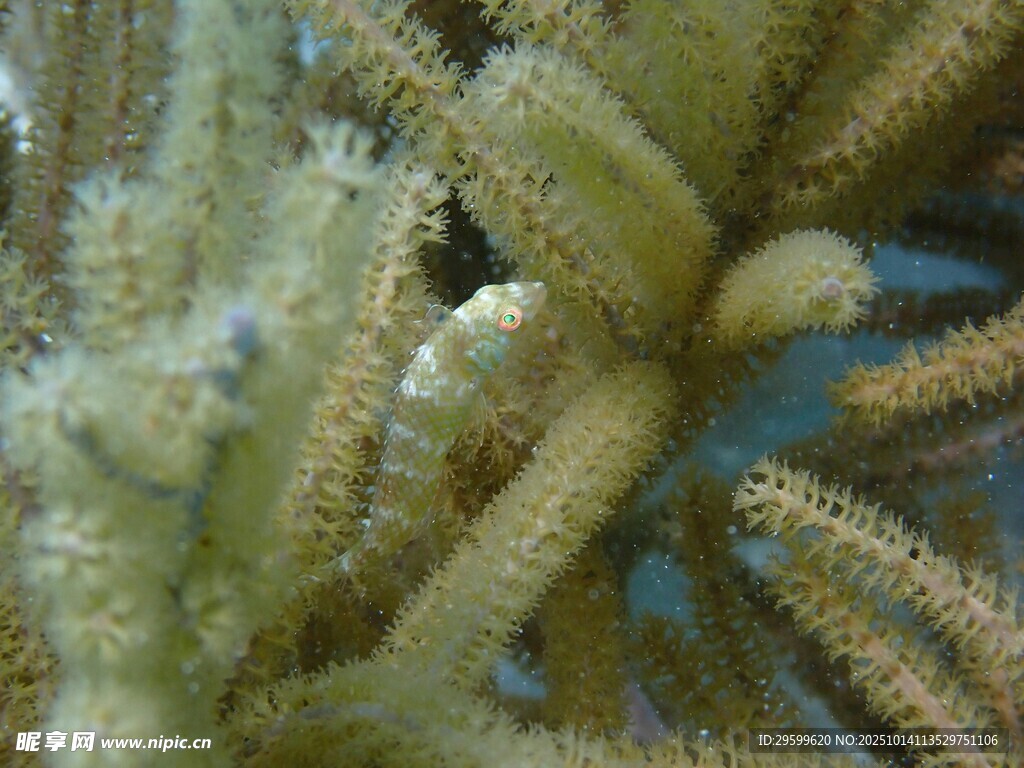 海底珊瑚特写