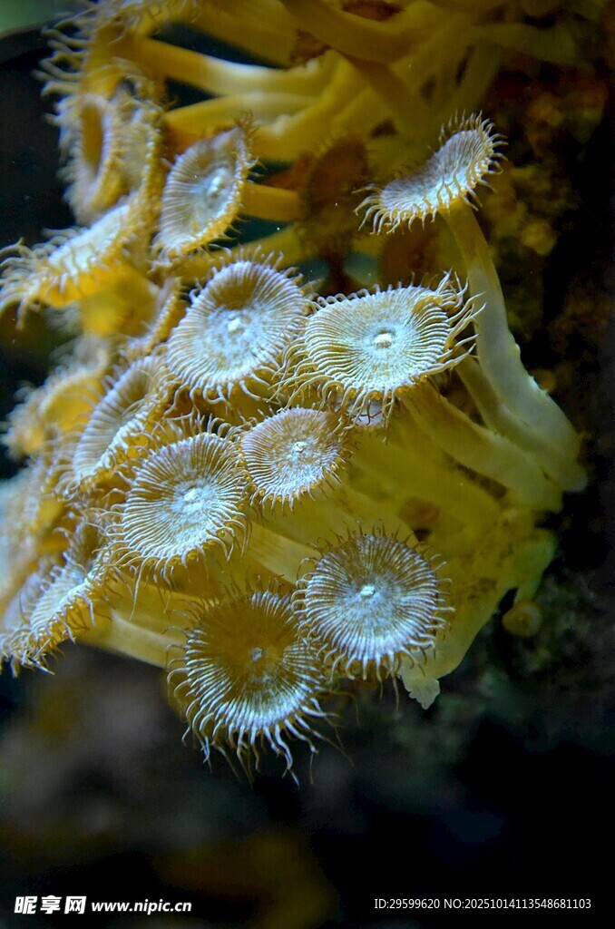 黄色海葵特写