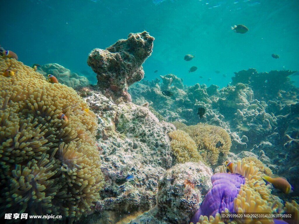 海底多彩珊瑚景观