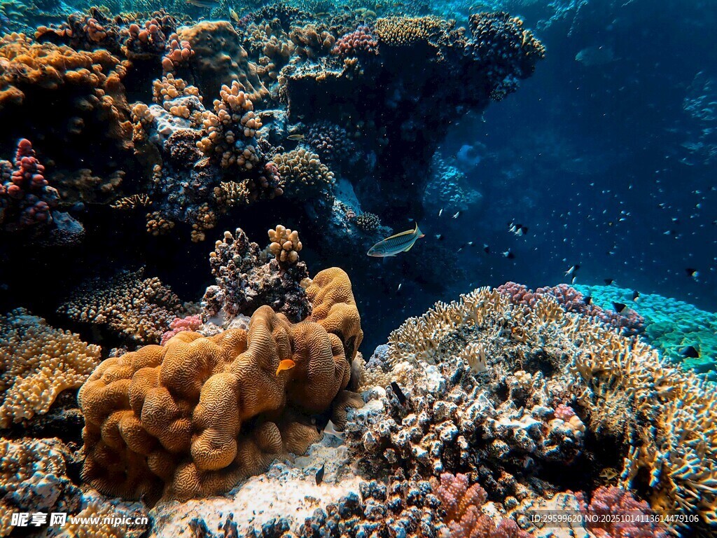 海底绚丽珊瑚景观