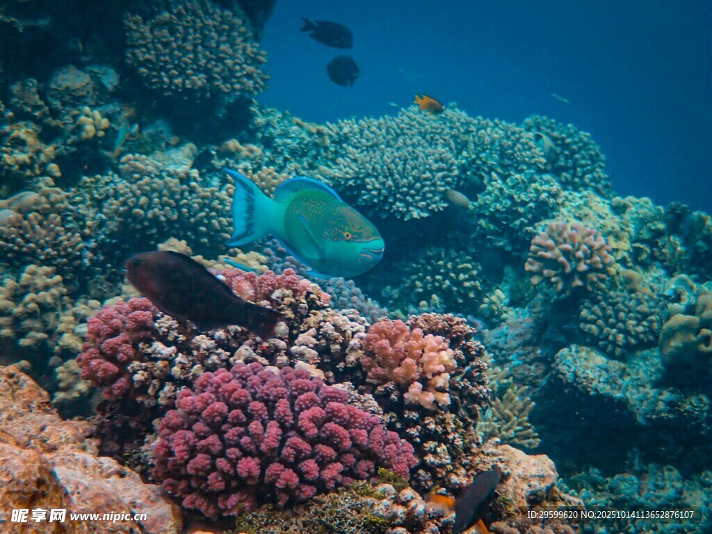 海底绚丽珊瑚与游鱼