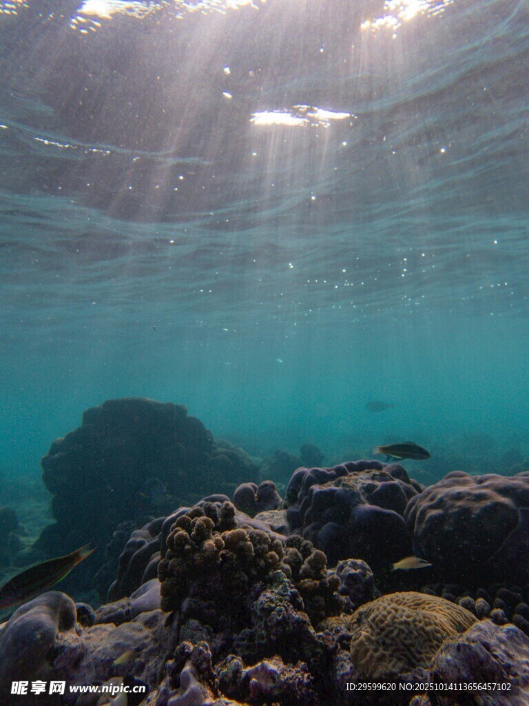 海底阳光照耀的珊瑚世界