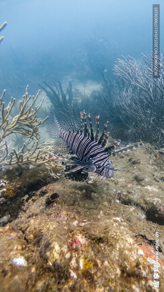 海底斑斓狮子鱼