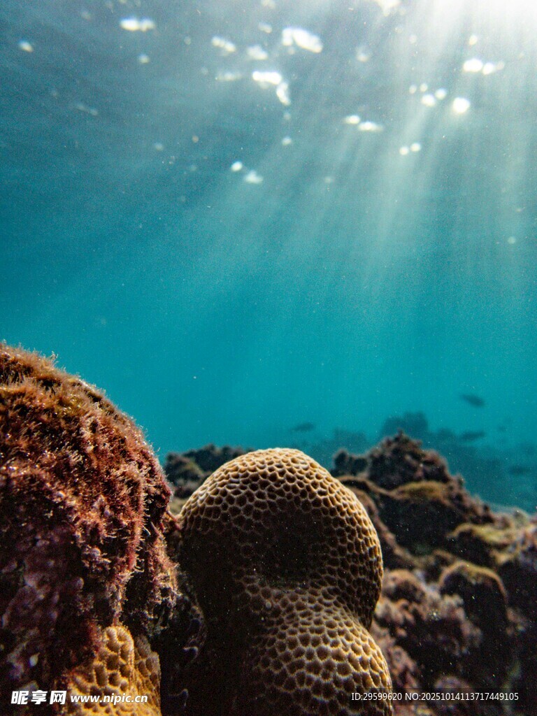 海底阳光照耀的多彩珊瑚