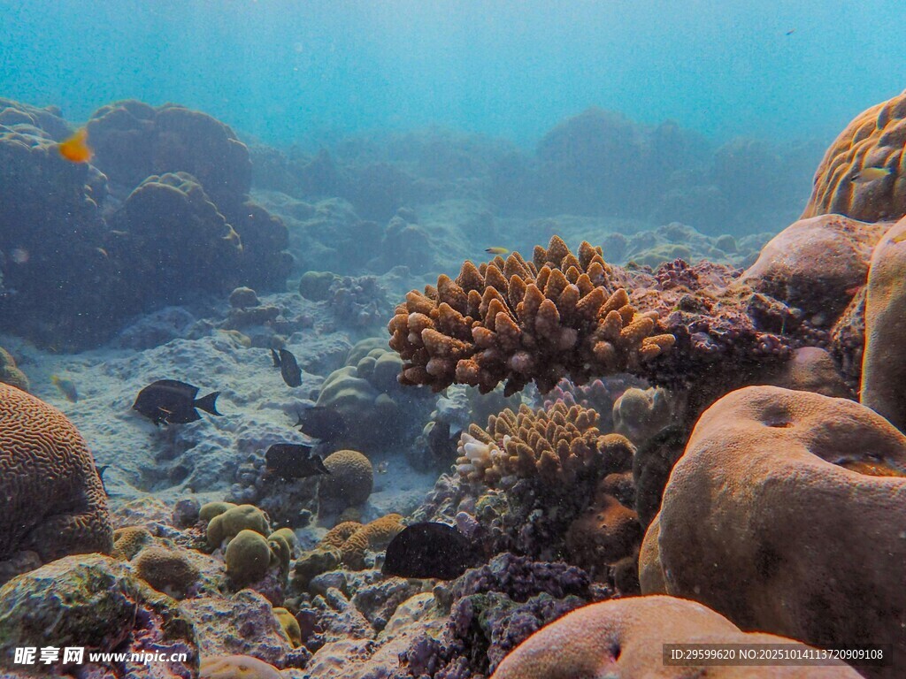 海底珊瑚礁景观