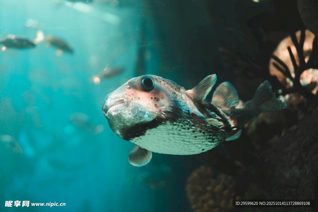 水族馆里的可爱河豚