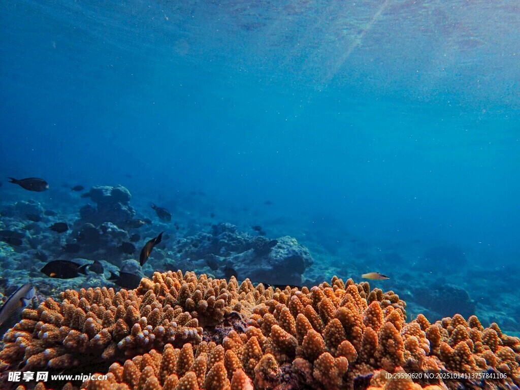 海底绚丽珊瑚景观