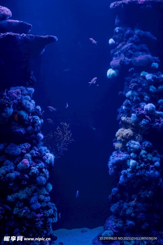 海底珊瑚景观