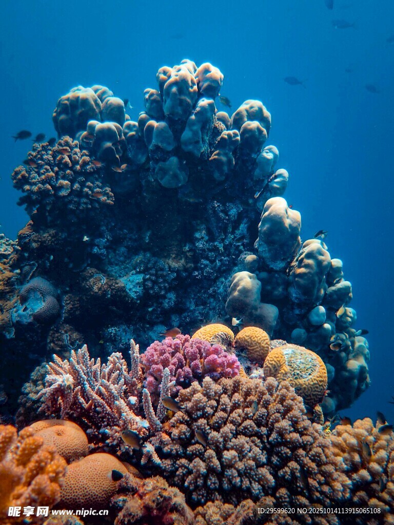 海底多彩珊瑚景观