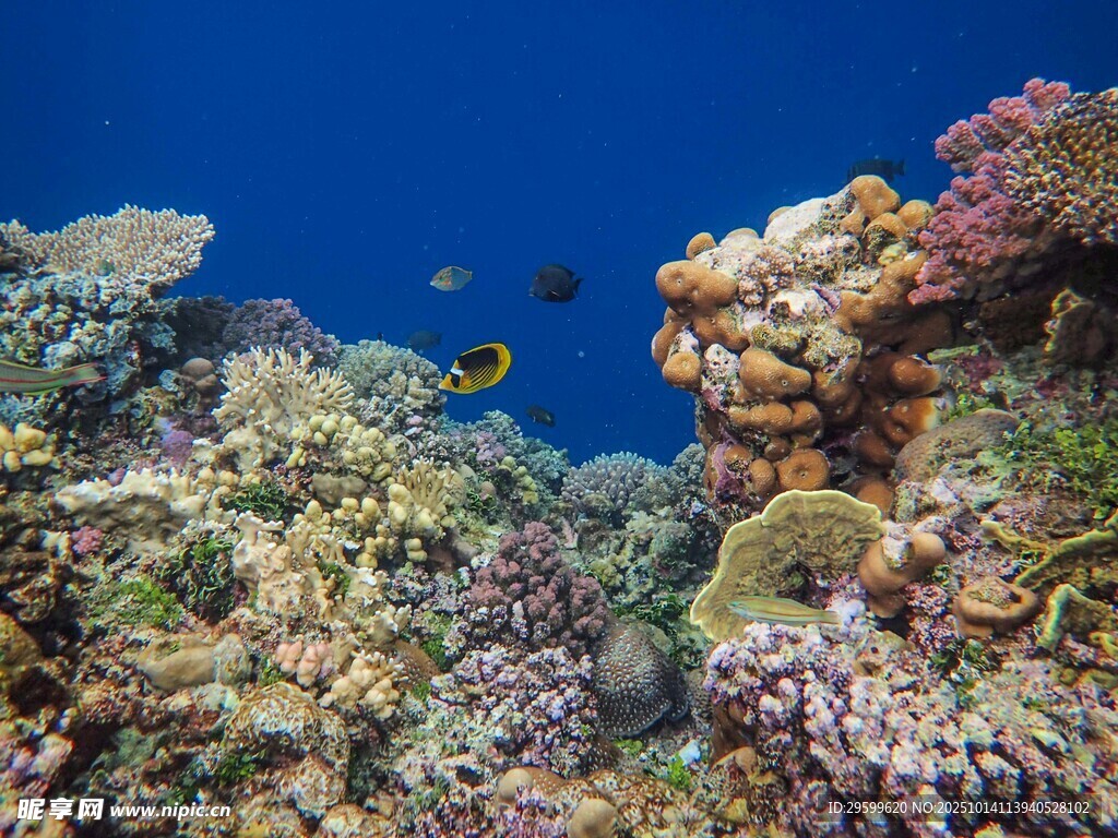 海底多彩珊瑚与游鱼