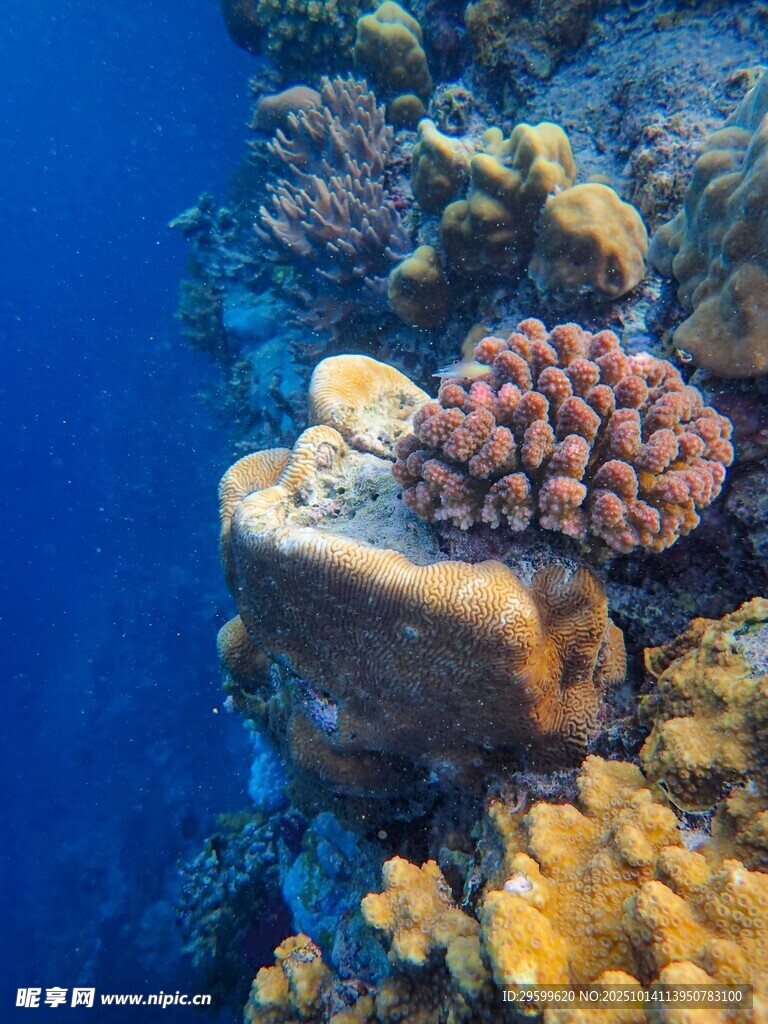 海底多彩珊瑚景观
