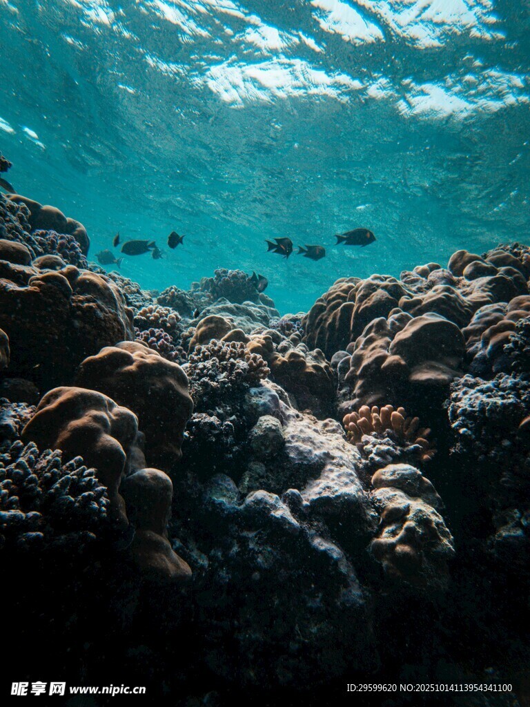 海底珊瑚与游动的小鱼