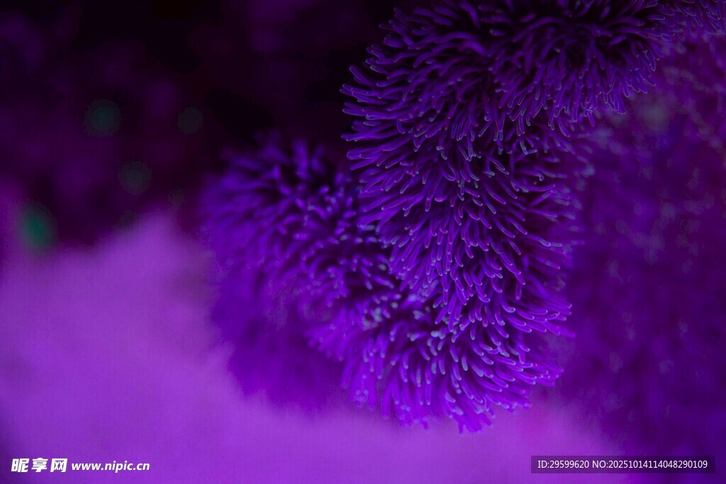 紫色绒毛植物特写