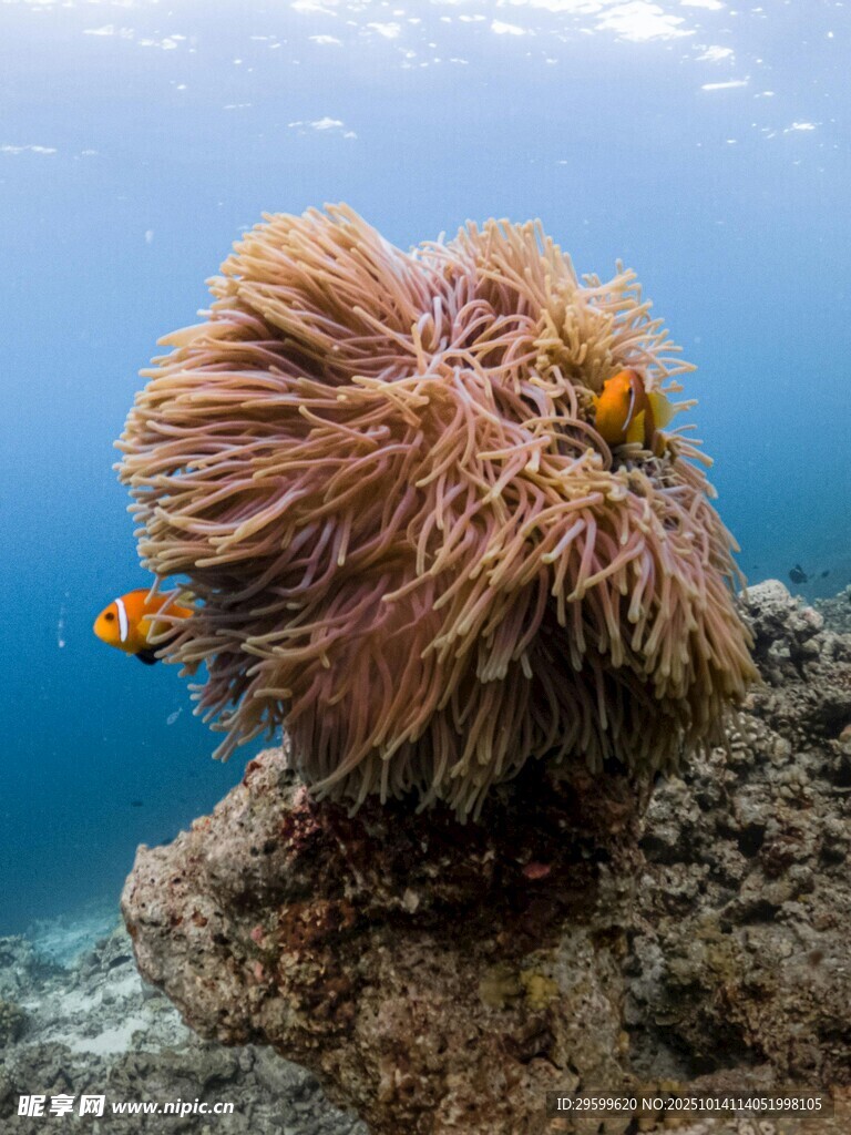 海底海葵与小丑鱼景观