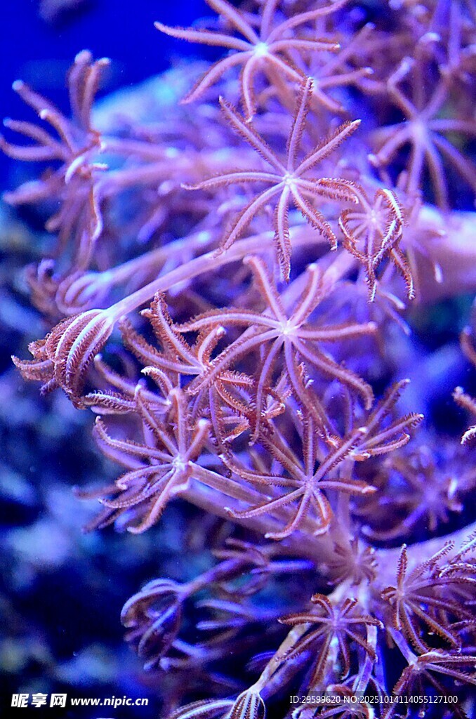 梦幻紫色海葵