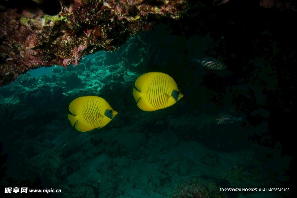 海底双黄鱼悠游