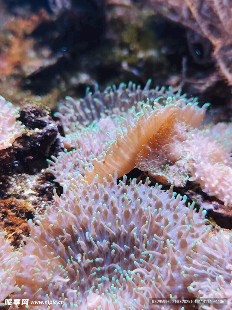 绚丽多彩的海底珊瑚景观