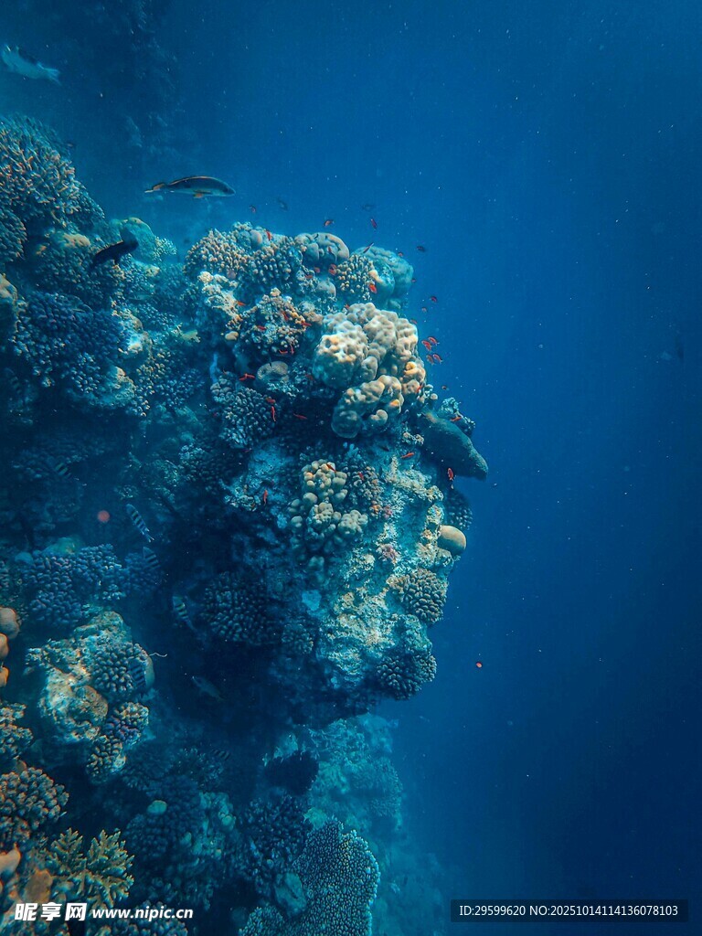 海底绚丽珊瑚景观