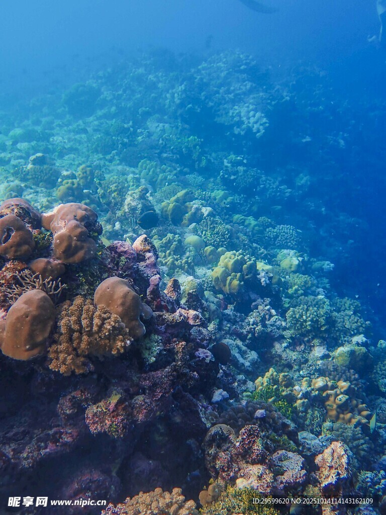 海底多彩珊瑚景观