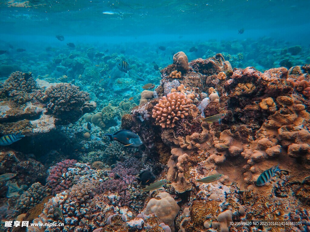 海底多彩珊瑚景观