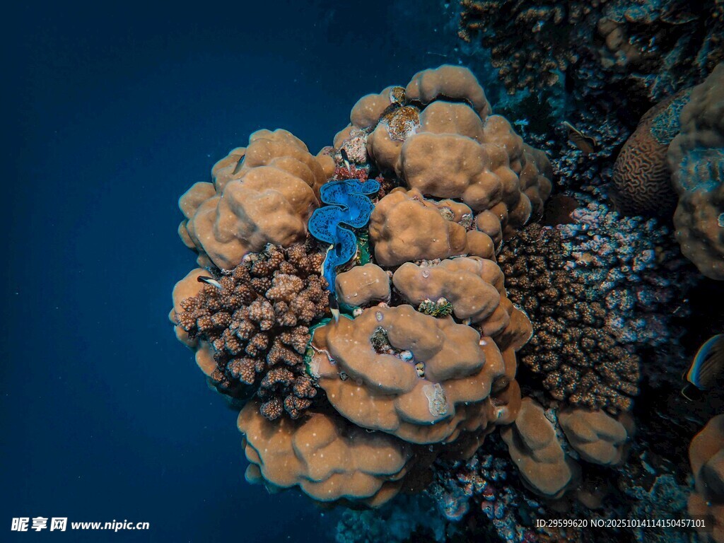 海底多彩珊瑚景观