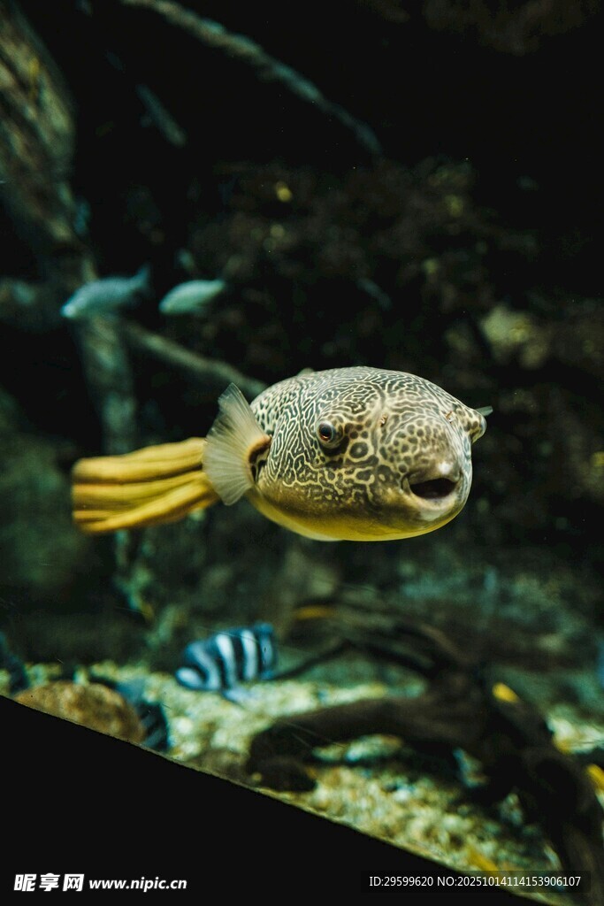 水中游弋的可爱热带鱼